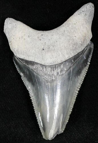 Serrated Bluish Gray  Bone Valley Megalodon Tooth #22159